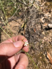 Wahlenbergia cernua