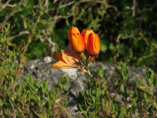 Image of Ixia calendulacea by (c) Jeremy Gilmore, some rights reserved (CC BY)