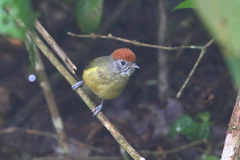 Hylophilus poicilotis