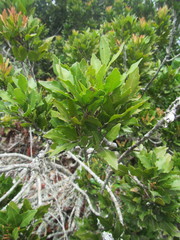 Smelophyllum capense