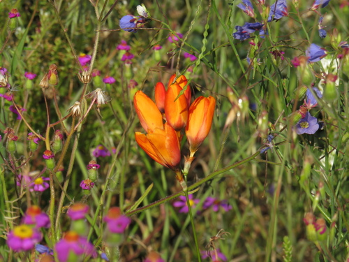 Image of Ixia calendulacea by (c) Jeremy Gilmore, some rights reserved (CC BY)