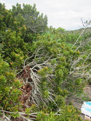 Smelophyllum capense