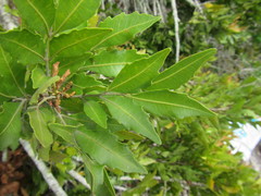 Smelophyllum capense