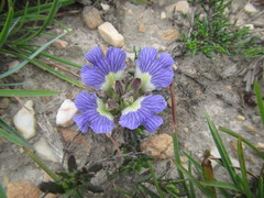Blepharis procumbens