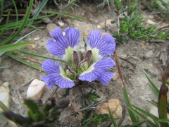 Blepharis procumbens