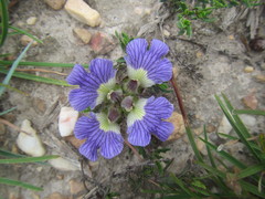 Blepharis procumbens
