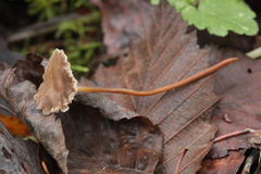 Marasmius torquescens