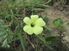 Thunbergia capensis