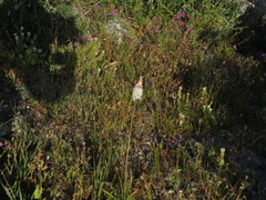 Bulbinella cauda-felis