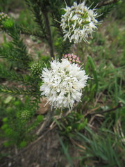 Agathosma hirta