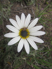 Arctotis pinnatifida