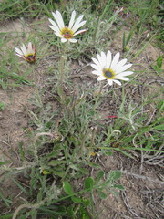 Arctotis pinnatifida