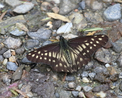 Catasticta nimbice