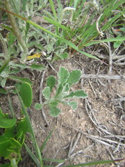 Arctotis pinnatifida