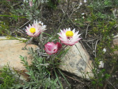 Achyranthemum affine