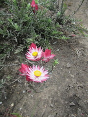 Achyranthemum affine