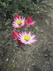 Achyranthemum affine