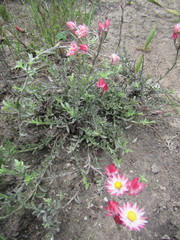 Achyranthemum affine