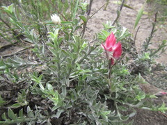 Achyranthemum affine