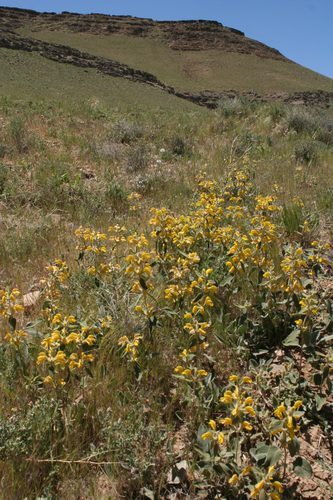 Phlomis olivieri