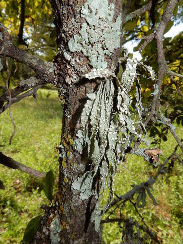 cartilage lichen