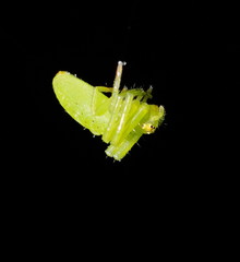 Cetratus