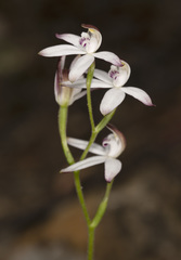 Caladenia gracilis
