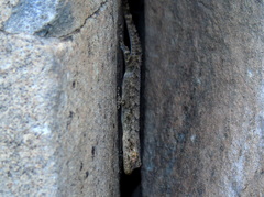 Mediodactylus heterocercus