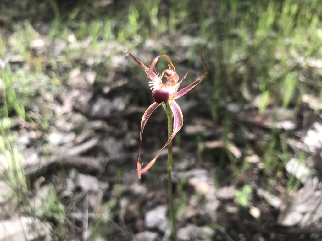 Caladenia ferruginea