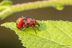 Henicolabus octomaculatus