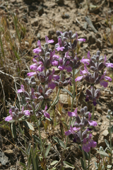 Stachys inflata