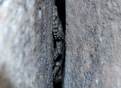 Mediodactylus heterocercus