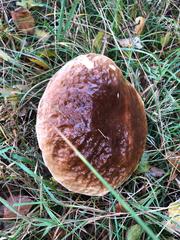 Tricholoma ustale