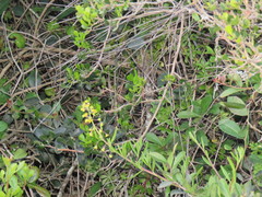 Galium tomentosum