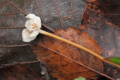 Marasmius torquescens