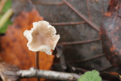 Marasmius torquescens