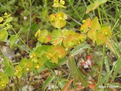 Euphorbia serrata