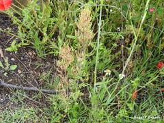 Centranthus calcitrapae