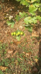 Crataegus monogyna
