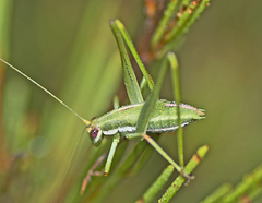 Polichne