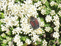 Trichostetha bicolor