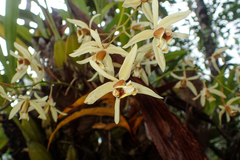 Coelogyne trinervis