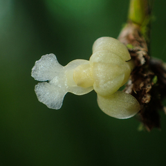 Dendrobium aloifolium