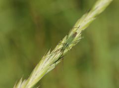 Megaloceroea recticornis