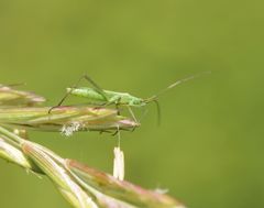 Megaloceroea recticornis