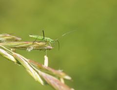 Megaloceroea recticornis