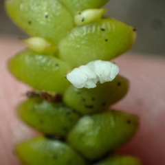 Microsaccus griffithii