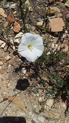 Convolvulus capensis