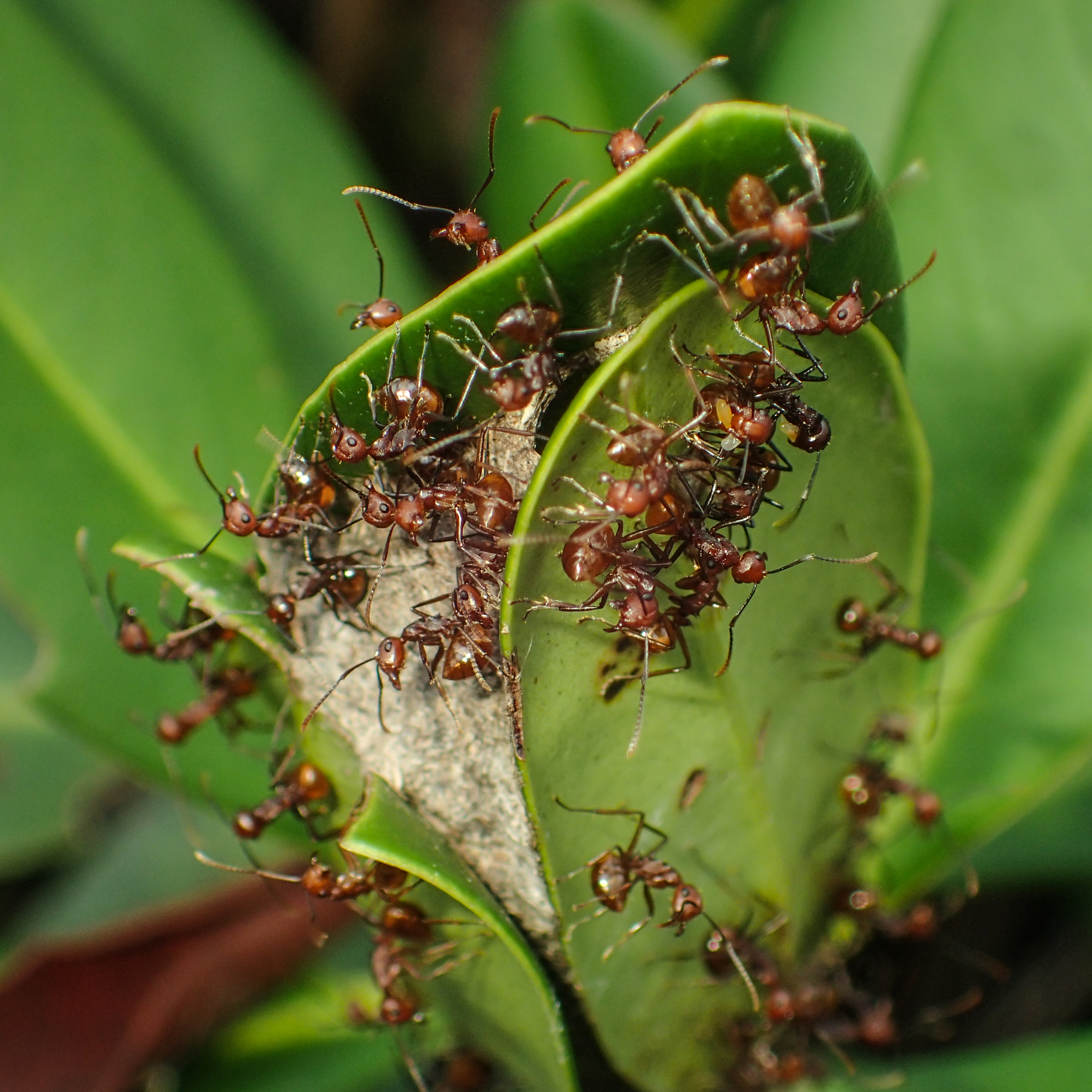 Myrmothrinax