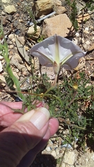 Convolvulus capensis
